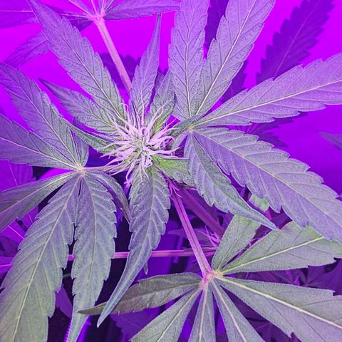 Purple Amnesia  growlog timeline photo