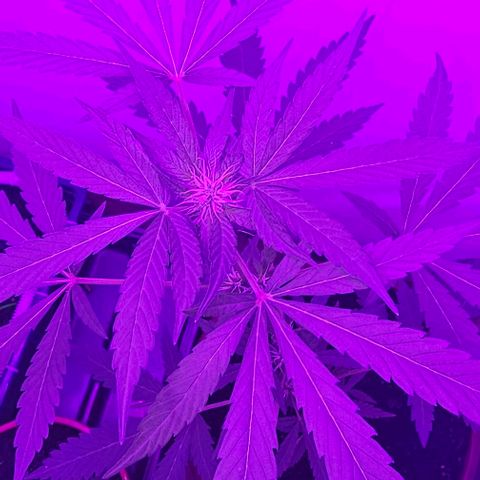 Purple Amnesia  growlog timeline photo