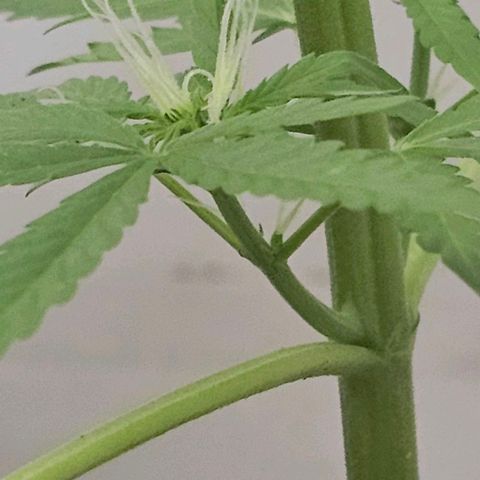 Purple Amnesia  growlog timeline photo