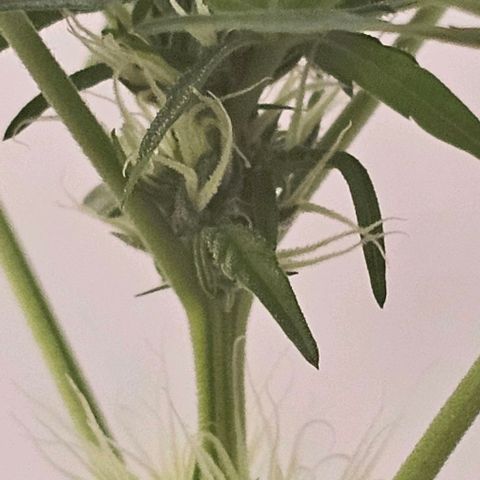 Purple Amnesia  growlog timeline photo