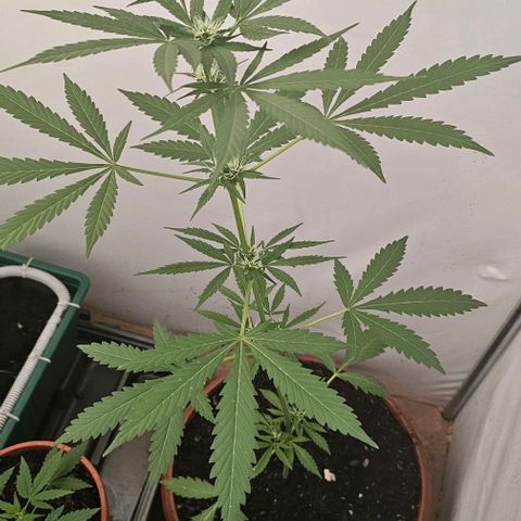 Purple Amnesia  growlog timeline photo
