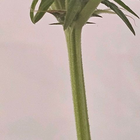 Purple Amnesia  growlog timeline photo