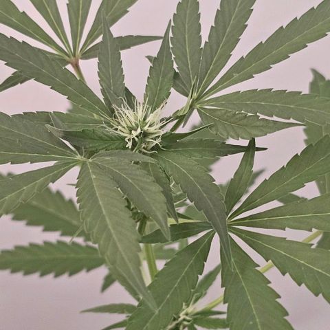 Purple Amnesia  growlog timeline photo