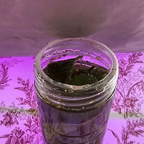 Purple Amnesia  growlog timeline photo