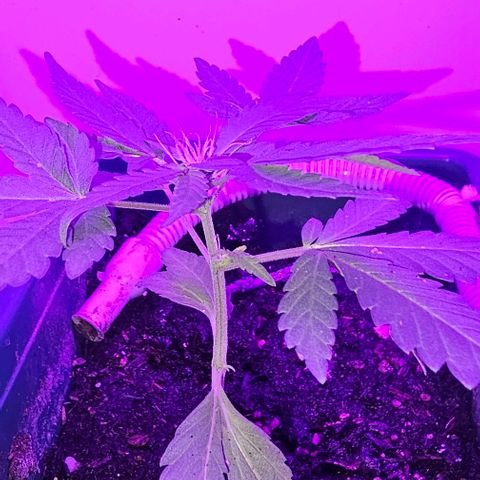 Purple Amnesia  growlog timeline photo
