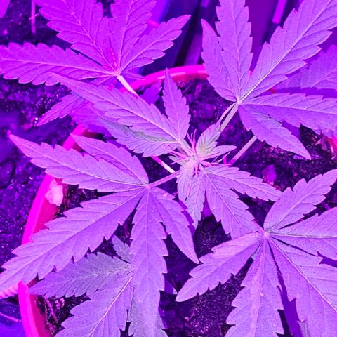 Purple Amnesia  growlog timeline photo