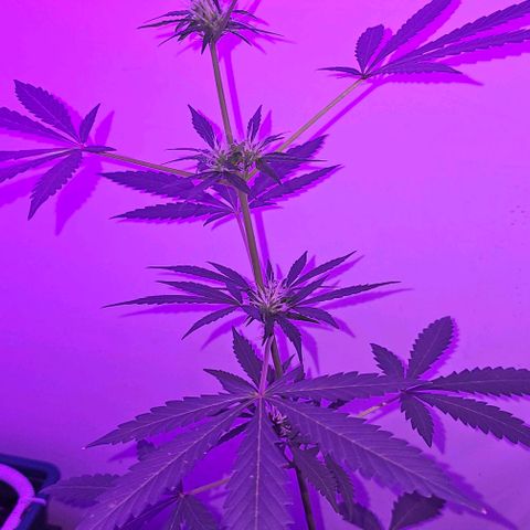 Purple Amnesia  growlog timeline photo