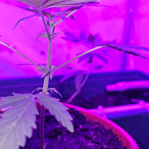 Purple Amnesia  growlog timeline photo