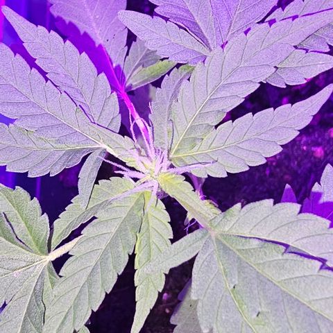 Purple Amnesia  growlog timeline photo