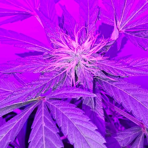 Purple Amnesia  growlog timeline photo