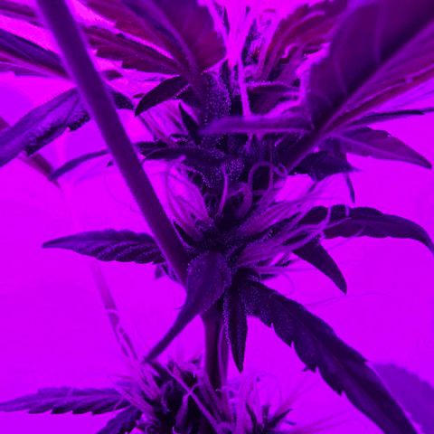 Purple Amnesia  growlog timeline photo