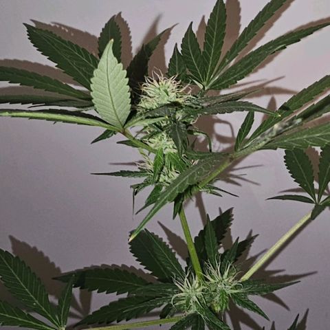 Purple Amnesia  growlog timeline photo