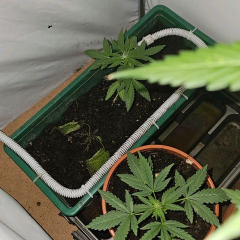 Purple Amnesia  growlog timeline photo