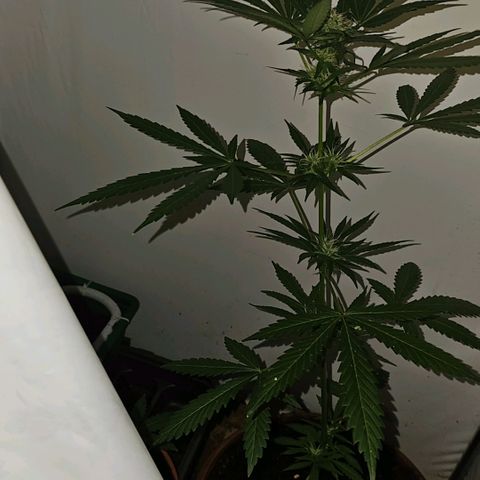 Purple Amnesia  growlog timeline photo