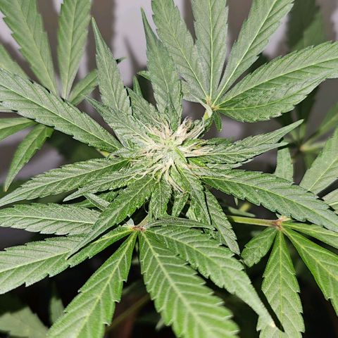 Purple Amnesia  growlog timeline photo