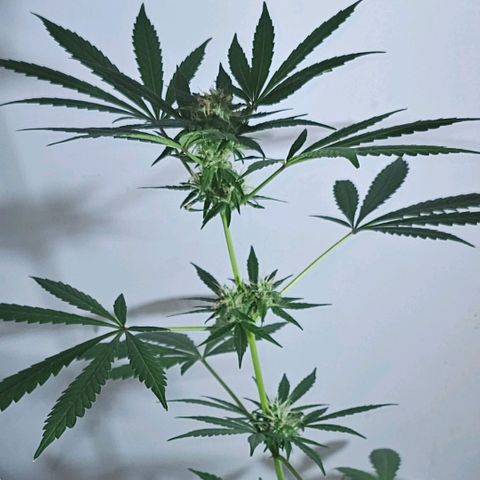 Purple Amnesia  growlog timeline photo