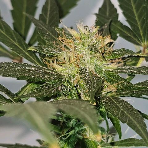 Purple Amnesia  growlog timeline photo