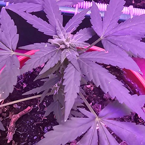 Purple Amnesia  growlog timeline photo