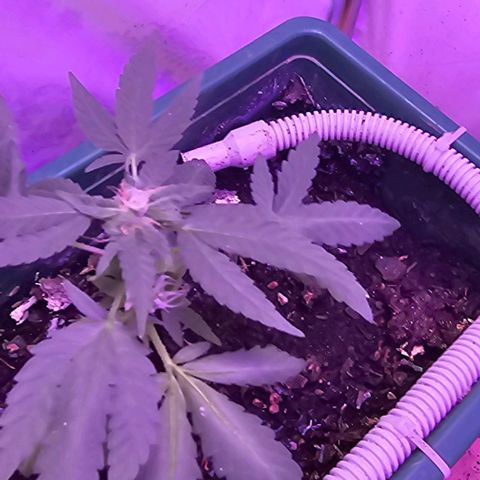 Purple Amnesia  growlog timeline photo