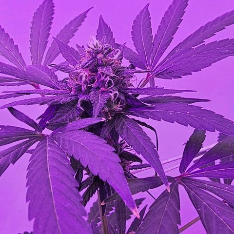Purple Amnesia  growlog timeline photo