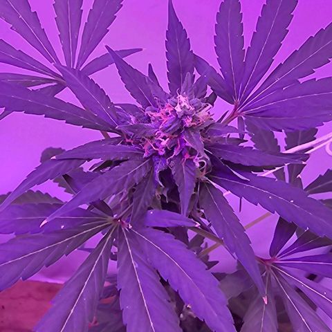 Purple Amnesia  growlog timeline photo