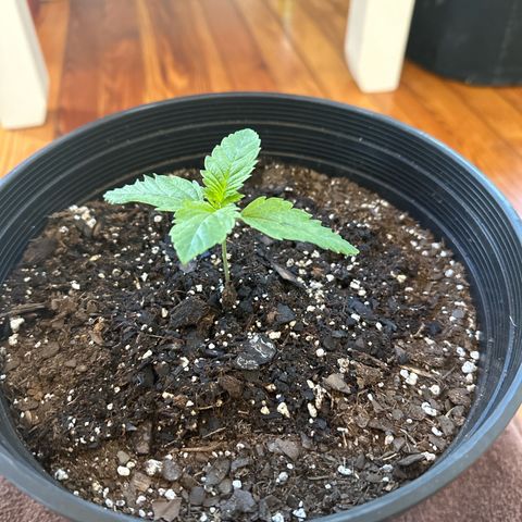 Starlight  growlog timeline photo