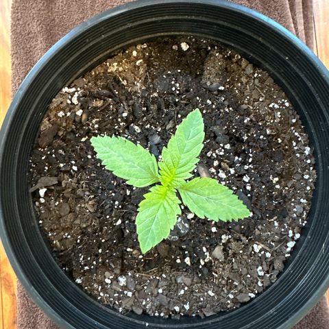 Starlight  growlog timeline photo