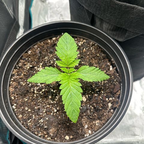 Starlight  growlog timeline photo