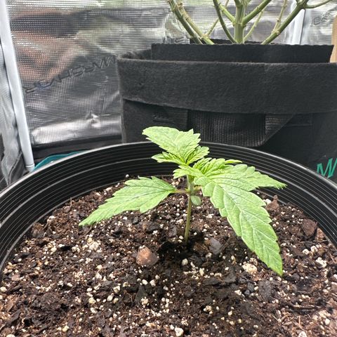 Starlight  growlog timeline photo