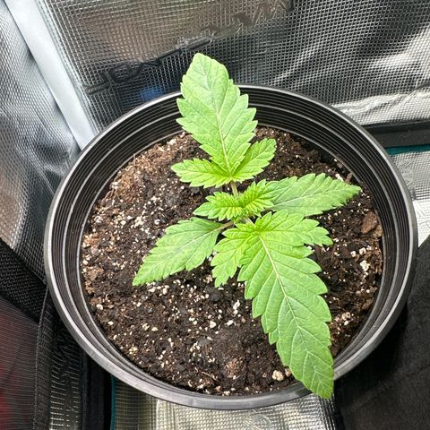 Starlight  growlog timeline photo