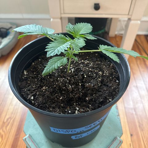 Starlight  growlog timeline photo
