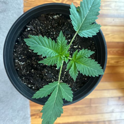 Starlight  growlog timeline photo
