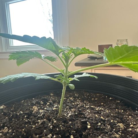 Starlight  growlog timeline photo