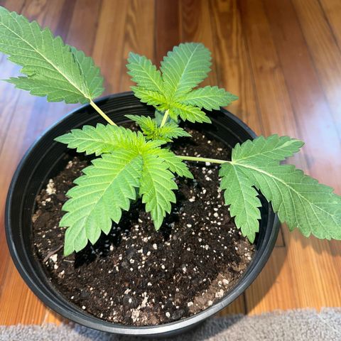Starlight  growlog timeline photo