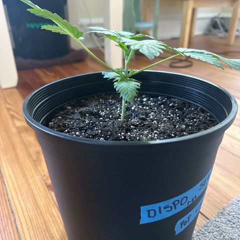 Starlight  growlog timeline photo