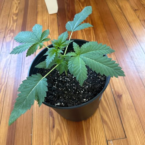Starlight  growlog timeline photo