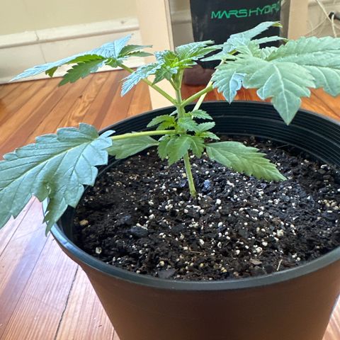 Starlight  growlog timeline photo