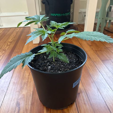 Starlight  growlog timeline photo
