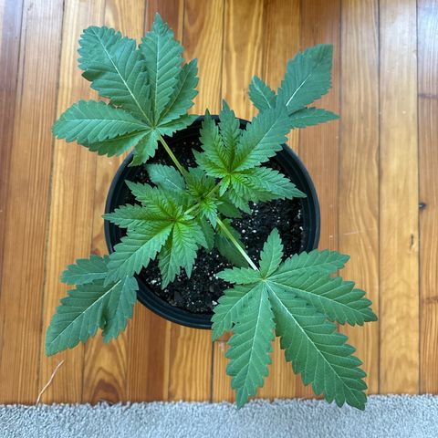 Starlight  growlog timeline photo