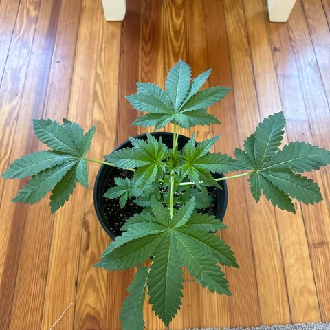 Starlight  growlog timeline photo