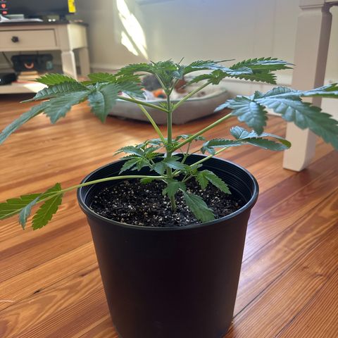 Starlight  growlog timeline photo