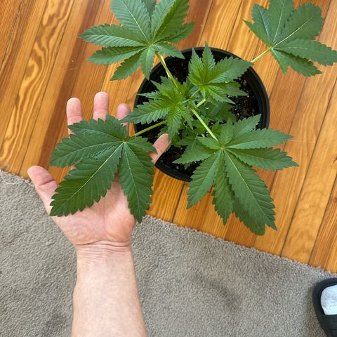 Starlight  growlog timeline photo