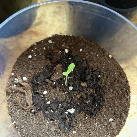 RumPowder growlog timeline photo