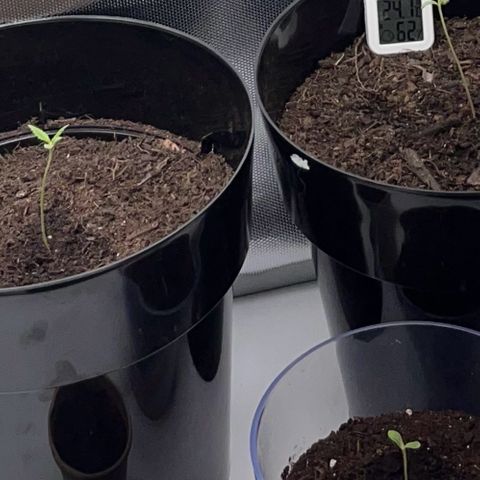 RumPowder growlog timeline photo