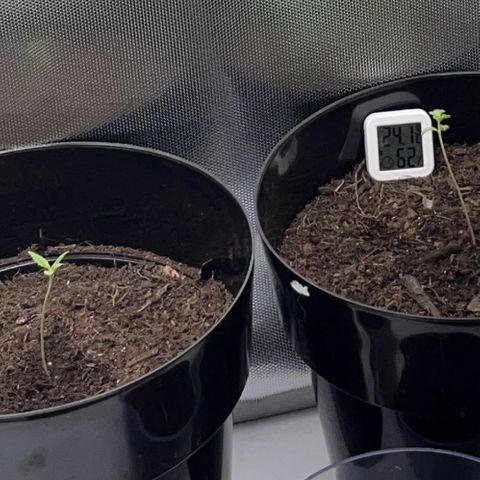 RumPowder growlog timeline photo