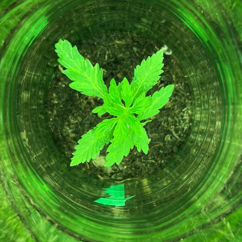 RumPowder growlog timeline photo