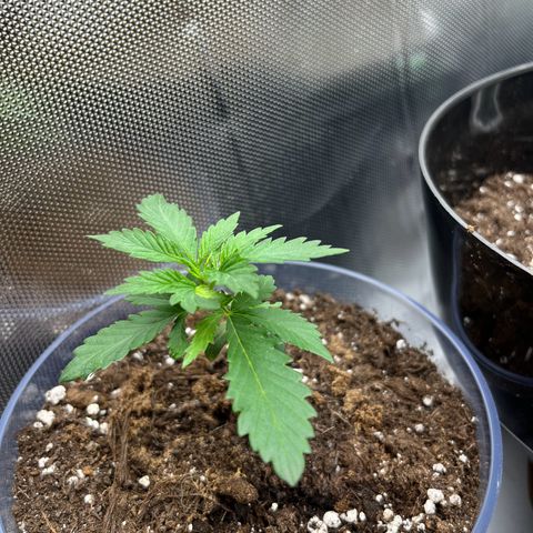 RumPowder growlog timeline photo