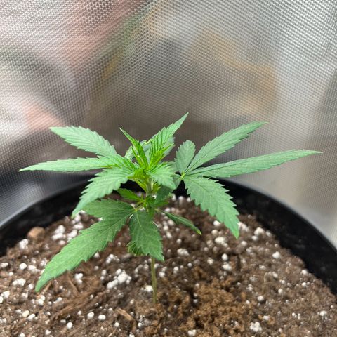 RumPowder growlog timeline photo