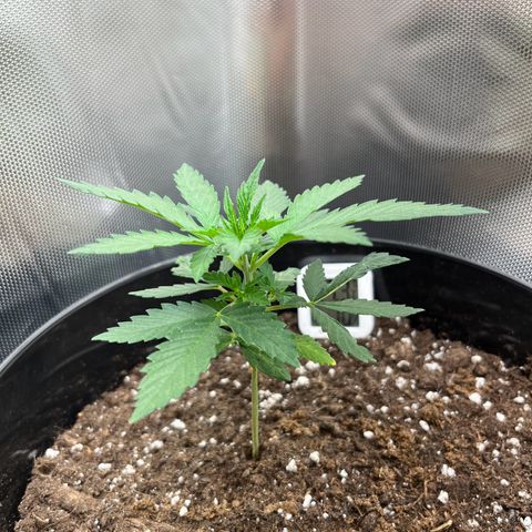 RumPowder growlog timeline photo