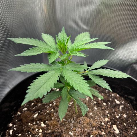 RumPowder growlog timeline photo